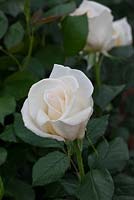 Rosa 'Diamond Days', Harkness Roses