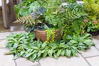Terracotta pot on stone patio with planting with ferns, Fatsia, Lysimachia nummularia and Geranium with Pulmonaria at base in the 'Enchantment' garden, RHS Tatton Flower Show 2012