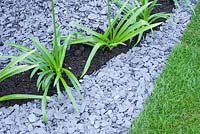 Agapanthus planted in a narrow bed with decorative slate chippings in the 'The Bombe' - RHS Tatton Flower Show 2012
