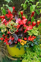 Hot, bonfire colours for late summer and autumn in a yellow plastic Tubtrug. Begonia 'Big' with Coleus, Solenostemon 'Gay's Delight', Pelargonium 'Contrast', large fruited Pepper 'Gypsy' and small fruited ornamental pepper on the pot rim