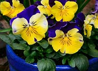 Viola x wittrockiana 'Morpheus' - Blue and yellow faced pansies growing in a blue glazed pot that echoes the colour of the pansies 