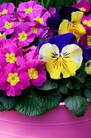 Viola x wittrockiana 'Morpheus' with pink and yellow primroses in a pink tub trug - Pink, blue and yellow themed Spring container. 