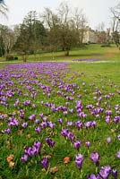 Large flowered crocus running river like down the grass bank with Ragley Hall in the background