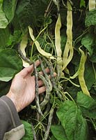 Contrasting pods of climbing beans growing up a wigwam and ready to havest. Yellow podded waxpod climbing bean 'Goldfield' and decorative striped Heritage variety of climbing bean 'Selma Zebra'