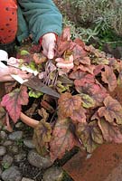 Cutting back the old faded foliage of a container grown x Heucherella 'Stoplight' with shears to encourage new growth - 3 Step project. Rejuvenating a pot grown perennial. Step 1 