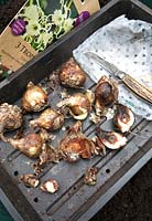 Checking through a batch of bulbs for disease before planting up. The two bulbs in the foreground have rot in the base or in the heart of the bulb and should be discarded