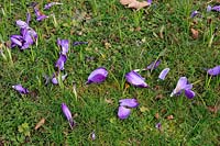 Grey Squirrel damage to large flowered crocus growing in grass
