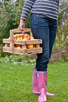 Woman holding trug of recently harvested apples, Malus 'Topaz'