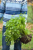 Step by step of transplanting parsley - Woman holding recently dug parsley out of the bed.