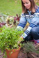 Step by step of transplanting parsley - Woman transplanting dug parsley in terracotta.