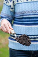Step by step of transplanting parsley - Woman holding hand trowel with soil on tip.
