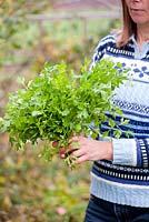 Step by step of transplanting parsley - Woman holding bunch of cut parsley.