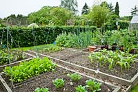 Vegetable garden with timber raised beds planted with sweet corn, potatoes, lettuces and other vegetables.