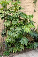 Aralia sieboldii syn. Fatsia japonica - Japanese Aralia growing against earth wall in courtyard