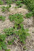 Solanum tuberosum 'Ratte' - Potatoes with straw mulch
