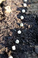Pisum sativum - Sowing Peas 'Sans Pareil' in rows