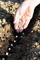 Pisum sativum - Sowing Peas 'Sans Pareil' seeds