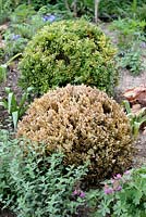 Buxus - Damaged Box with blight in border