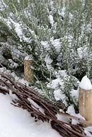 Rosmarinus officinalis - Rosemary with wicker fence in snow