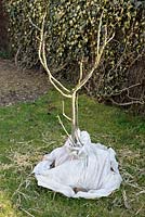 Ficus carica - Protected young Fig tree with fleece in winter
