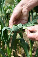 Allium sativum - Man tying Garlic leaves in knots to encourage the bulb to swell and to prevent bolting