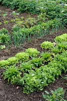 Salads in rows  - Escarole Chicory 'Blonde a coeur plein' with Lettuce 'Catalogna Cerbiatta' and Lettuce 'Salanova' with Onion and Potatoes foreground