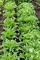 Lettuces 'Radichetta' and Escarole Chicory 'Blonde a coeur plein' in rows