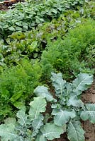 Brussels Sprouts with Carrots, Spinach and Potatoes in summer vegetable garden