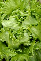 Lactuca sativa 'Reine des glaces' - Lettuce