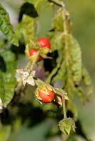 Solanum sisymbriifolium - Sticky Nightshade fruits