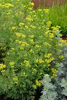 Ruta graveolens - Common Rue with Artemisia absinthium