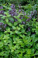 Herbal mixed border with Sage, Lemon Balm and Mint