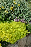 Origanum vulgare 'Aureum' with Phuopsis stylosa and Phlomis growing on a stone low wall