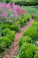 Brick chippings pathway edged with low hedge Buxus and Centranthus ruberJardins du Chateau de la Roche Jagu, France