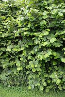 Corylus avellana - Common Hazel hedge