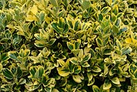 Euonymus japonicus 'President Gauthier'