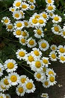 Tanacetum parthenium syn. Chrysanthemum parthenium - Feverfew