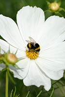 Bumblebee on Cosmos bipinnatus 'Purity'