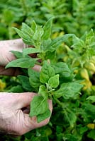 Tetragonia tetragonioides - Picking New Zealand Spinach leaves