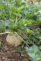 Apium graveolens var. rapaceum - Celeriac 'Monarch'