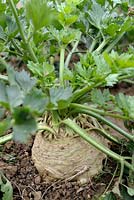 Apium graveolens var. rapaceum - Celeriac 'Monarch'
