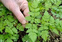 Myrrhis odorata - Picking Sweet Cicely leaves