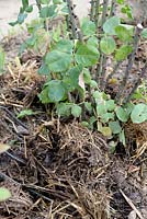 Adding horse manure on Rose plant in autumn