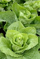 Cichorium intybus - Chicory 'Sugarloaf'