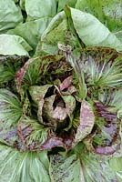 Cichorium intybus - Chicory 'Variegata di Chioggia'