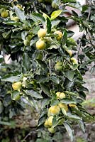 Diospyros kaki - Japanese Persimmon fruits ripening on tree