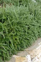 Rosmarinus officinalis 'Prostratus' - Rosemary growing on a stone wall