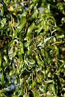 Salix matsudana 'Tortuosa' - Corkscrew Willow