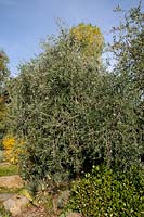 Olea europaea - Olive tree unpruned with long branches