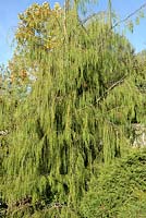 Chamaecyparis lawsoniana 'Imbricata Pendula' - Lawson Cypress